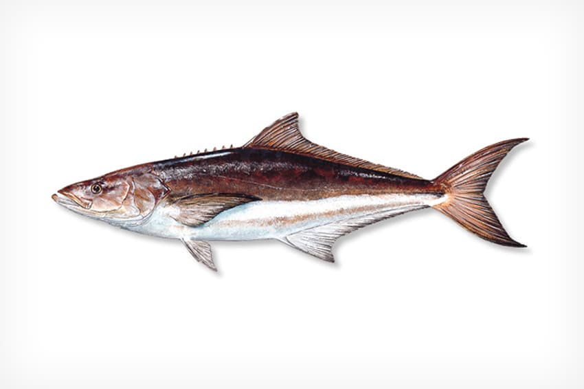 Cobia