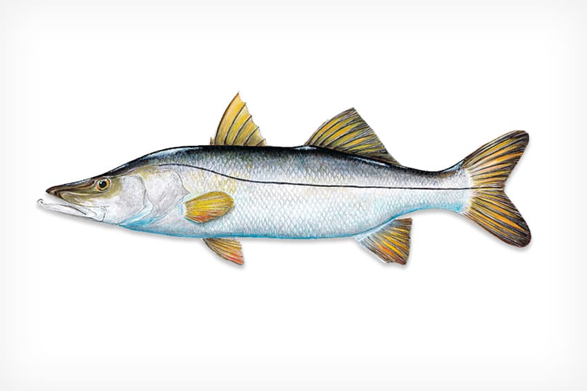 Snook