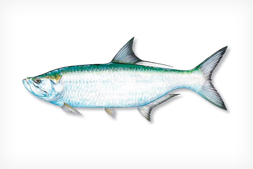Tarpon