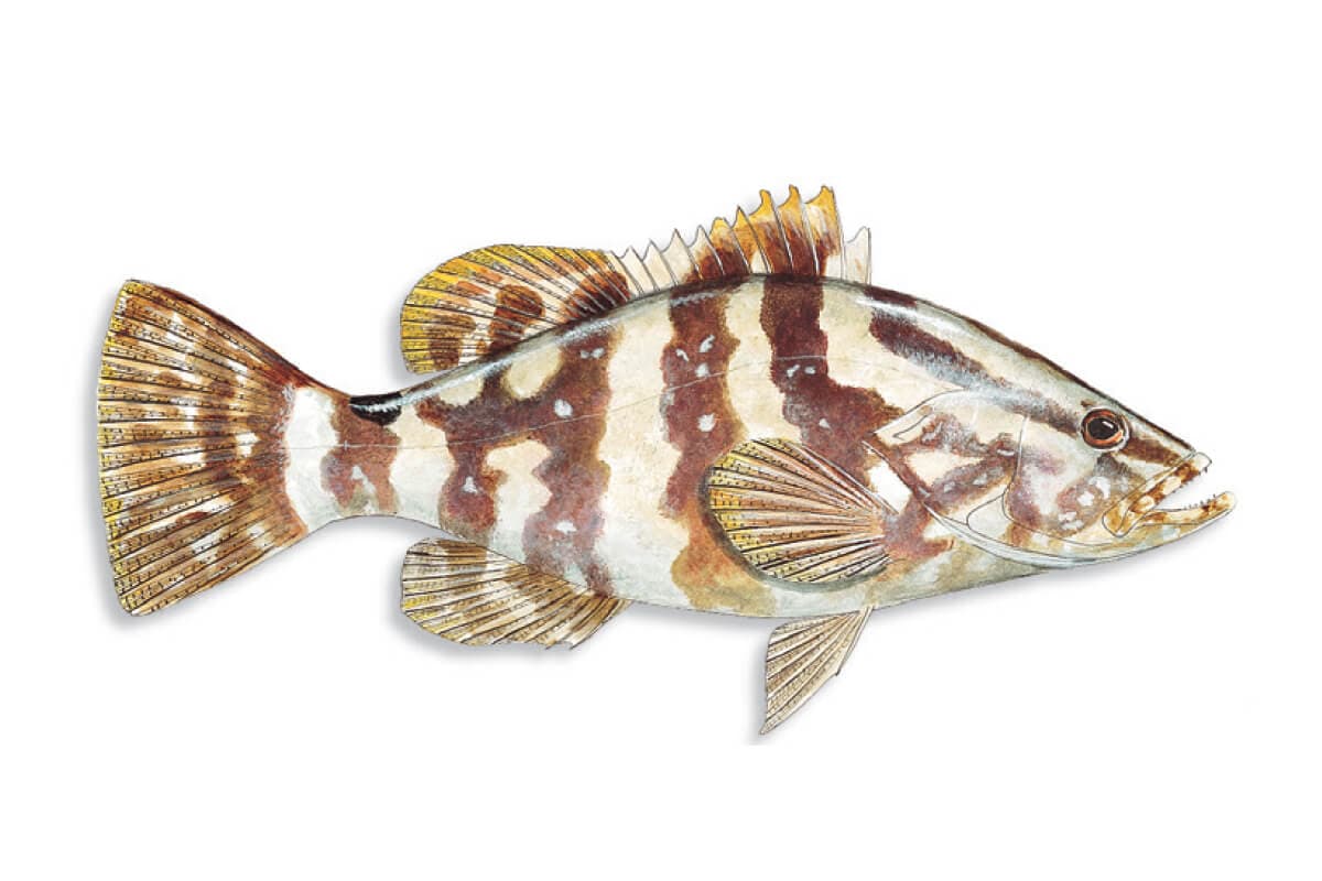 Grouper
